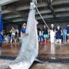 体重500kg超のイタチザメ3匹を含む合計109匹　2日間のサメ駆除にて