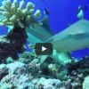 サメのツマグロ　ポリネシア　モーレア島