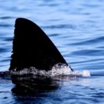 全長1.5mのサメの目撃情報　酒田港北防波堤にて　山形