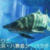 横浜・八景島シーパラダイス シーパラ「サメコレクション」開催中！　顎コレクションをご紹介！サメの種類によって違う、顎や、歯や、形を比べてみてください！