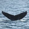 ザトウクジラが２頭　確認２度目　沖縄 座間味  2015年12月21日