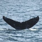 ザトウクジラが２頭　確認２度目　沖縄 座間味  2015年12月21日