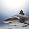 茨城県　「サメの背びれ見えた」　鹿嶋・神栖沿岸で目撃情報　2015年10月3日