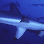 約2mのシュモクザメ捕獲　相次ぐサメ目撃情報　 さぬき市沖　香川