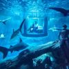 Airbnbが パリ水族館のサメ35匹と過ごす夜をプレゼント 3組6名様を無料招待　