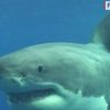 カイトサーフィン中、サメに襲われ死亡　ニューカレドニア