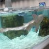 サメに餌をやるシーンも見ることができる 驚きの連続！新感覚　ミュージアムNIFRELが大人気  ニフレル　大阪　EXPOCITY(エキスポシティ)が2015年11月19日オープン　関西ウォーカー