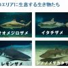 沖縄　美ら海水族館　サメ博士の部屋 危険ザメの海
