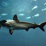 テーマ「サメ」　クラゲからサメに変更 おとなガイドツアー 2016年4月17日12:30～開催 葛西臨海水族園 　