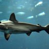 2015年12月 7日（月）テーマは「サメ」　「おとなガイドツアー」　葛西臨海水族園