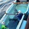 石川　２匹のジンベエザメ、悠々と　のとじま水族館　2015年10月15日