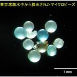 プラスチックの微粒子、マイクロビーズ　日本近海の魚の体内から発見される