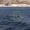 シャチの群れの映像　世界自然遺産 知床羅臼沖　北海道　2016年3月