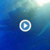 イタチザメ死亡のお知らせ　和歌山・串本海中公園ツイッターより　2016年2月11日