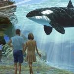 水族館でシャチが見れなくなる！？　米カリフォルニア州