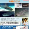 「知っておきたい！沖縄のサメ」講演会　美ら島研究センター　2015年10月17日開催予定