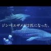 大阪　海遊館2015年夏のテレビCM「ジンベエザメ２匹　どっちか編」