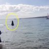 シャチが波打ち際まで来た映像　ニュージーランド