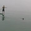 ホホジロザメに取り囲まれる　アメリカ　カリフォルニア州