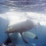 カメラマンが水中でサメの共食いに遭遇　 ホホジロザメ　オーストラリア　2015年12月9日