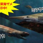 希少な深海ザメ　ミツクリザメ、ラブカ 緊急展示　横浜・八景島シーパラダイス　2016年1月6日ツイッター動画付　