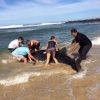 ジンベエザメの子どもを救出　南アフリカ