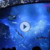 絵になる魚たち…新江ノ島水族館　サメやエイなどにデジタルアートが投影　2015年12月16日