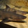 サメ肌を直に体感！　新江ノ島水族館　タッチプール