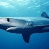 苫小牧漁協、サメ被害相次ぐ　カニかご９１６件、刺し網２２９件　2015年9月19日　5:00