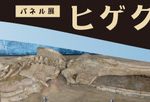 新種?展示のクジラ化石を調査　THE PAGE　生命の海科学館　愛知県　2015年12月29日