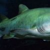サメのシロワニ　国内の水族館で初めて飼育をはじめたのがマリンワールド海の中道　