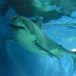 現時点で世界唯一　美ら海水族館でホホシロザメ展示　 沖縄タイムス＋プラスより　2016年1月6日