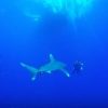 美しいサメ　ヨゴレ　エジプト、紅海