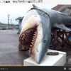 【続報】高知のサメ　ついに中国から出演のオファーが来たらしい