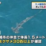 茅ヶ崎沖合にサメ、周辺の海水浴場 １５日も遊泳禁止 2015年8月15日15時6分