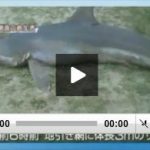 地引き網にサメが　この道５０年の漁師もビックリ！秋田のニュース　2015/08/30