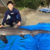 大型のサメ 「ハチワレ」展示　2016年1月1日～1月3日　3日間限定！　あわしまマリンパーク　静岡