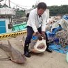 サメ北上し漁業被害　鳥取県沖でサメ２匹捕獲