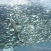 マイワシ　大水槽に１万匹　サメたじたじ　静岡　下田　毎日新聞　2015年10月10日