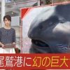 [動画] 幻のサメ 「メガマウス」捕獲　2日前に定置網にかかっていた ANNニュース　三重　尾鷲市