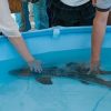 名古屋港水族館　サメ･エイにタッチ開催日時  2015年9月19日(土)～9月23日(水・祝)　11:00～14:00