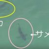 サメに気づき、道を譲るイルカの映像　アメリカ　カリフォルニア州