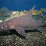 深海ザメ、オロシザメ　2016年4月16日展示開始　沼津港深海水族館　