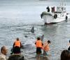 徳島の海岸にマッコウクジラ漂着　体長１０メートル、ロープで救出成功　2016年1月20日