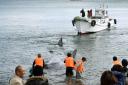 徳島の海岸にマッコウクジラ漂着　体長１０メートル、ロープで救出成功　2016年1月20日