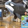 シャチやクジラの生態紹介　釧路で展示会　2015年10月25日まで