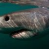 京丹後　丹後町犬ヶ岬沿岸　体長２～２．５メートルのサメ目撃