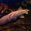 2016年2月3日捕獲の ミツクリザメ死亡のお知らせ　沼津港深海水族館 静岡