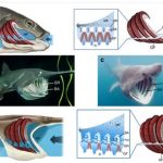 ヘラチョウザメ、ウバザメなど 魚の口から着想を得た高効率フィルター Nature Communicationsより