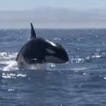 [閲覧注意] 観光客呆然　シャチが群れでクジラを襲うところに遭遇　アメリカ
